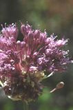 Allium vineale