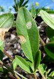 Anthyllis vulneraria