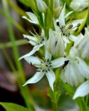 Swertia iberica