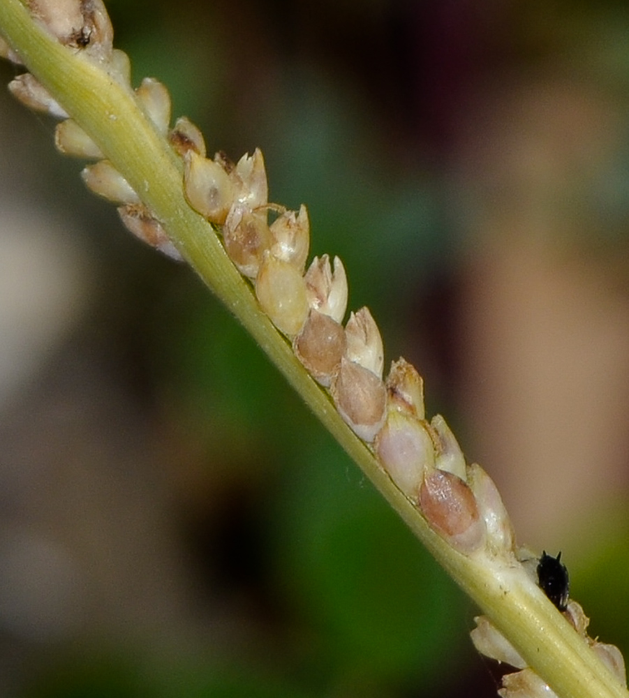 Изображение особи Paspalidium geminatum.