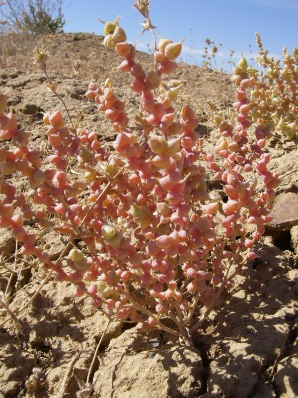 Image of Halimocnemis karelinii specimen.