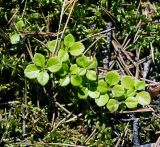 Linnaea borealis. Побеги (вид сверху). Владимирская обл., Ковровский р-н, окр. дер. Митино, сосновый лес. 04.07.2015.