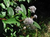 Ceanothus americanus