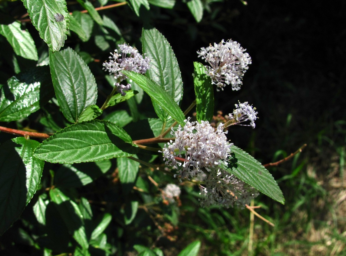 Изображение особи Ceanothus americanus.