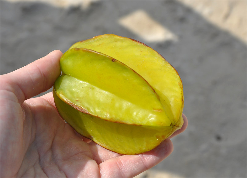 Изображение особи Averrhoa carambola.