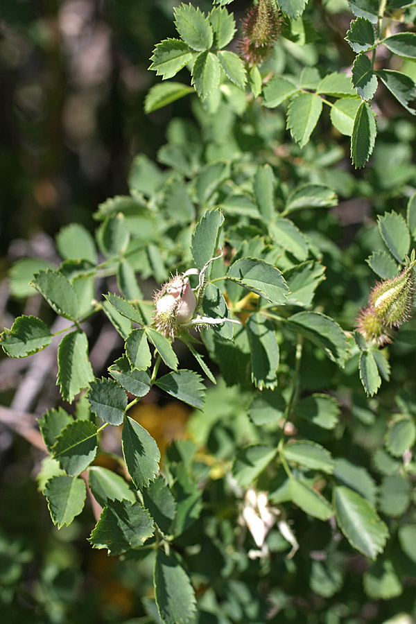 Image of Rosa fedtschenkoana specimen.