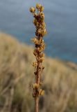 Drimia numidica