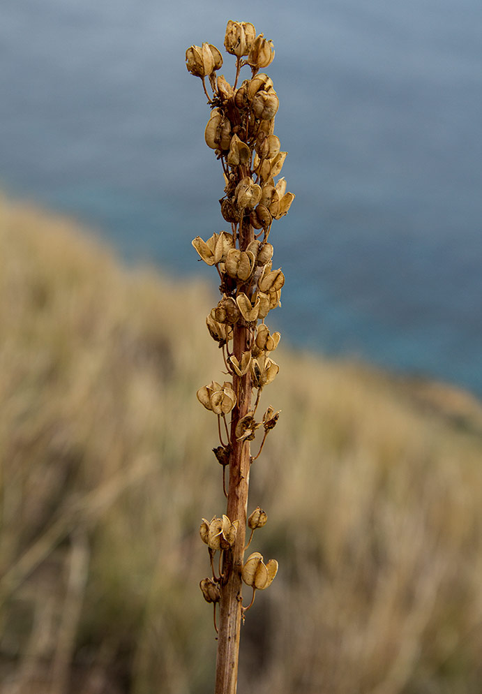 Image of Drimia numidica specimen.