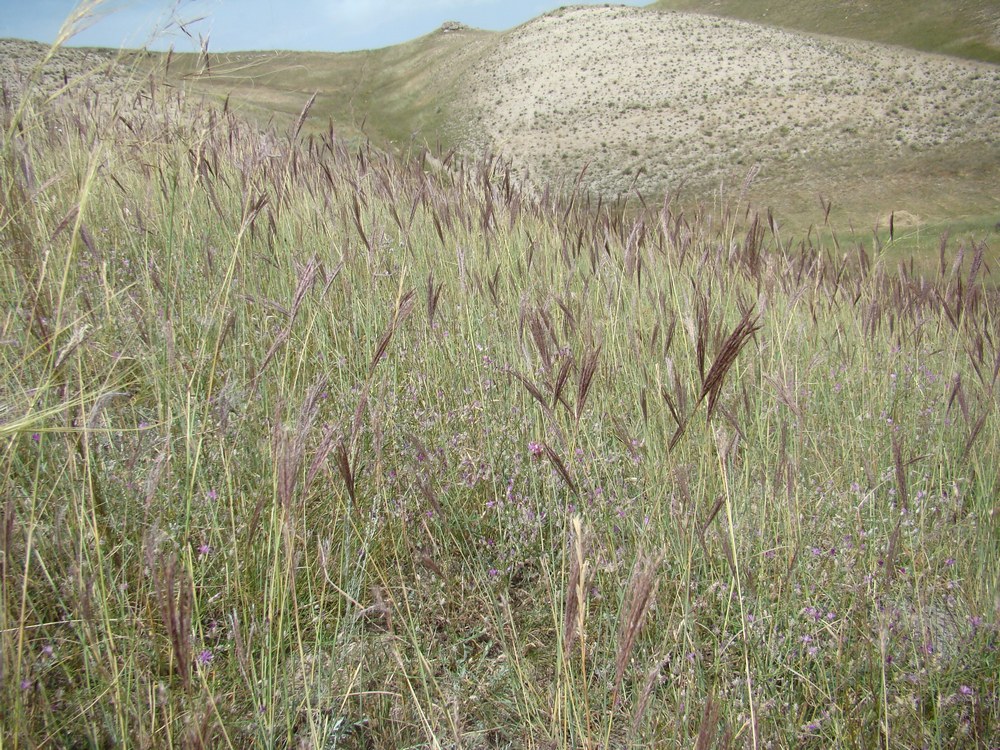 Image of Bothriochloa ischaemum specimen.