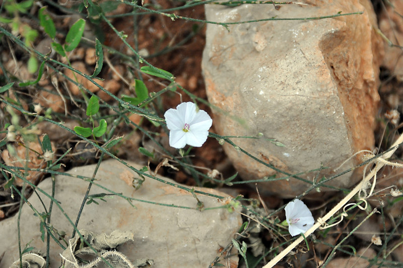 Изображение особи Convolvulus filipes.