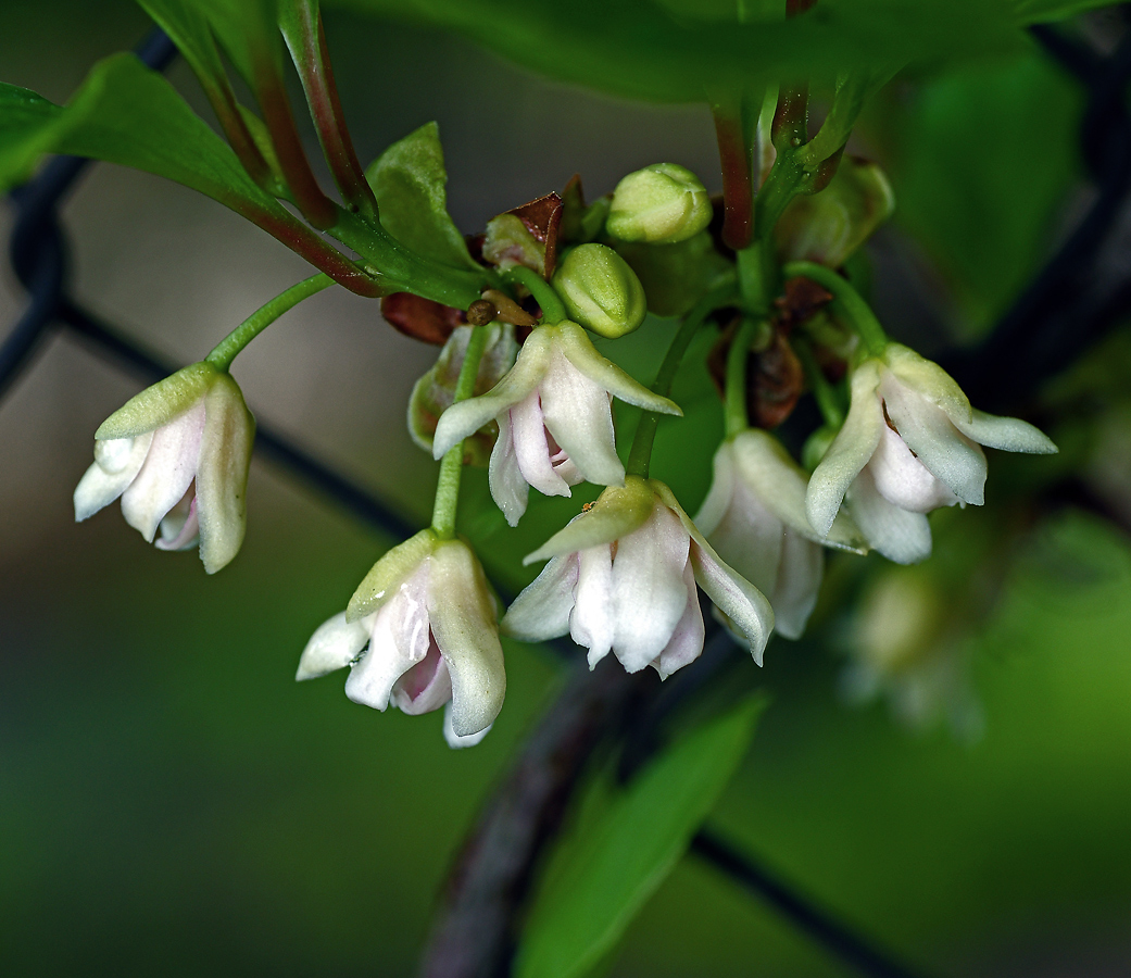 Изображение особи Schisandra chinensis.