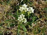 Gentiana algida