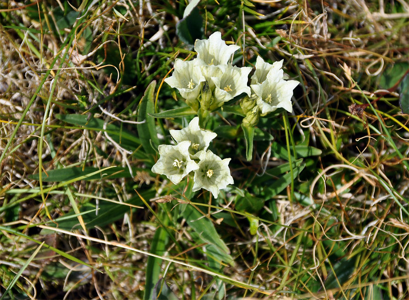 Изображение особи Gentiana algida.