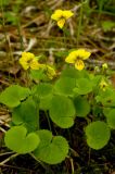 Viola biflora. Цветущее растение. Северный Урал, Пермский край, р. Березовая, лес. 15 июня 2014 г.