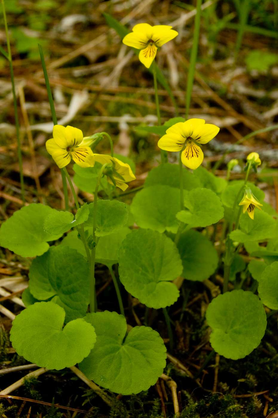 Image of Viola biflora specimen.