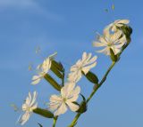 Silene dichotoma