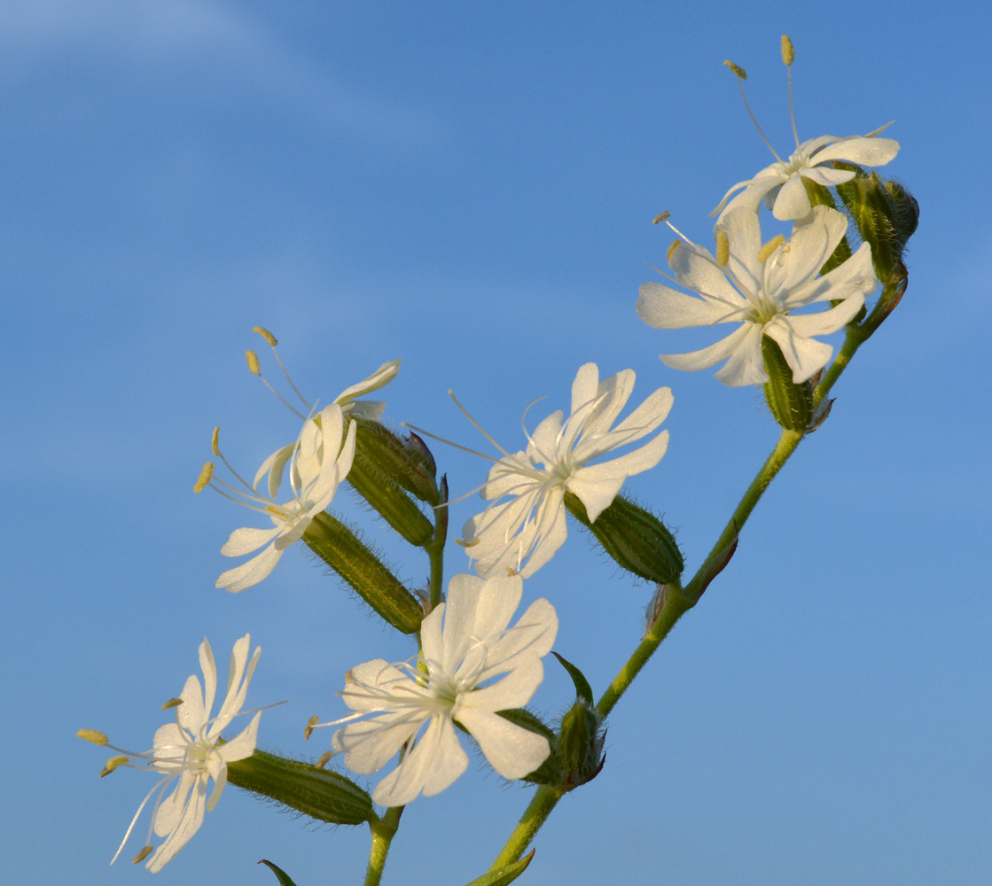 Изображение особи Silene dichotoma.