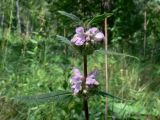 Phlomoides tuberosa. Верхушка соцветия. Челябинская обл., окр. г. Челябинск, Золотая горка, обочина дороги в берёзовом лесу. 05.07.2014.
