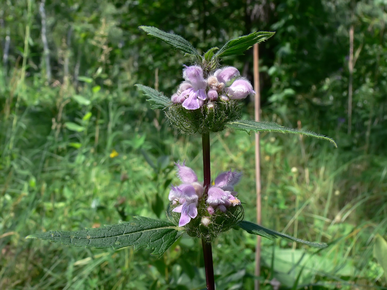 Изображение особи Phlomoides tuberosa.