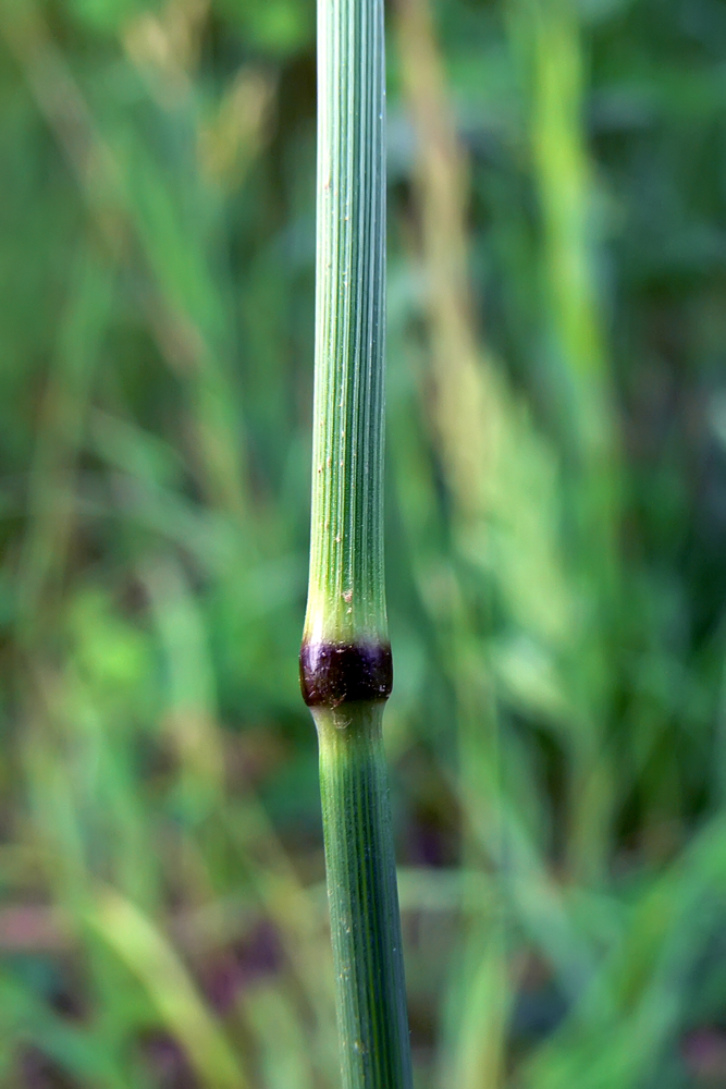 Image of Phleum pratense specimen.