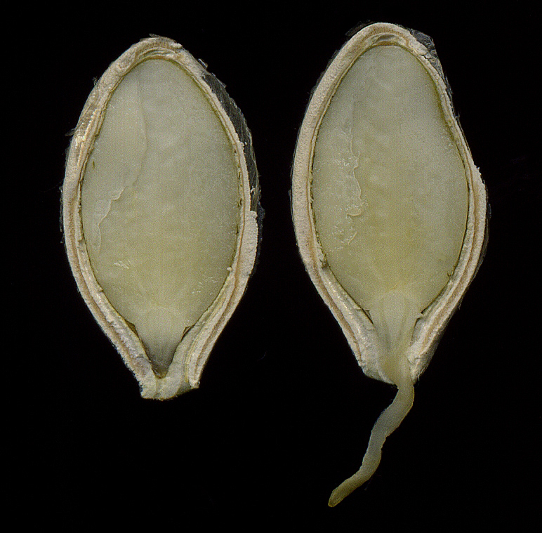 Image of Cucurbita pepo specimen.