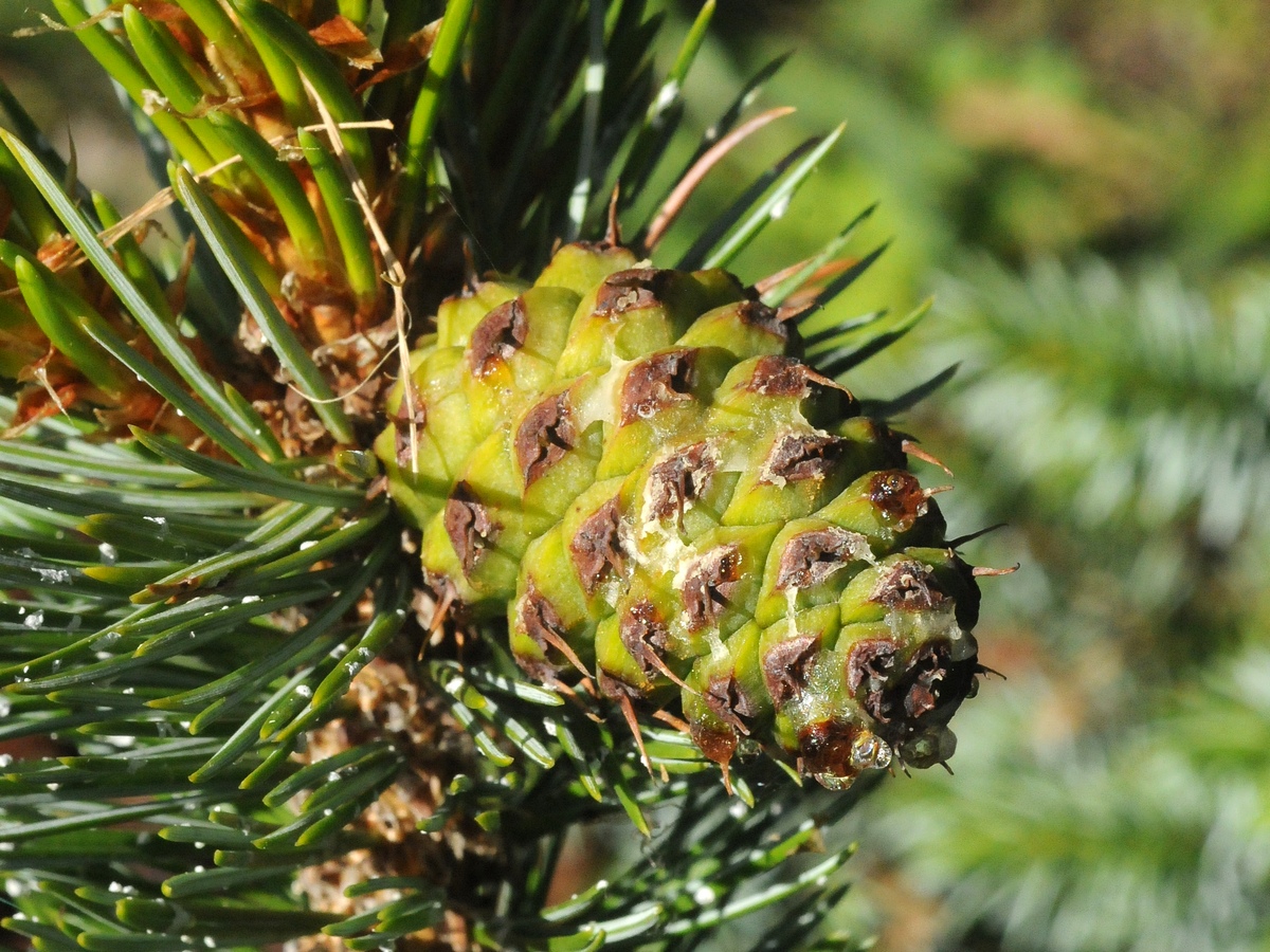 Изображение особи Pinus aristata.