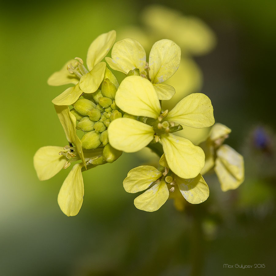 Изображение особи Rapistrum rugosum.