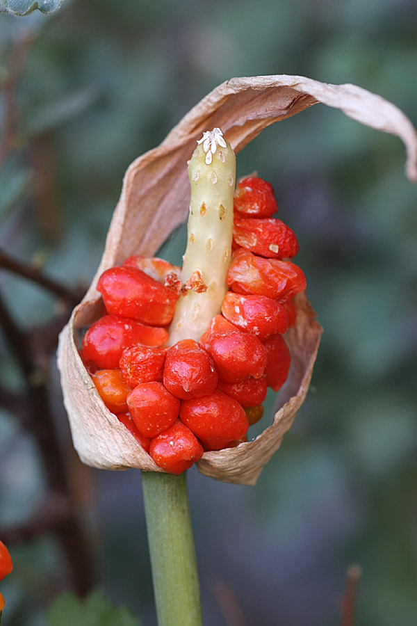 Image of Arum korolkowii specimen.