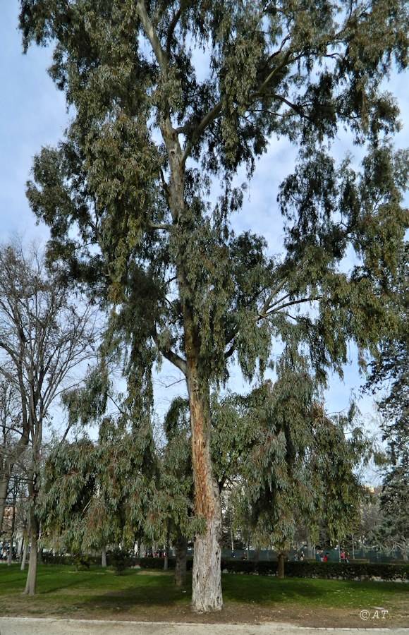 Image of genus Eucalyptus specimen.