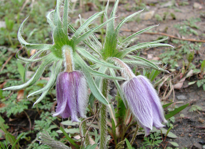 Изображение особи Pulsatilla dahurica.