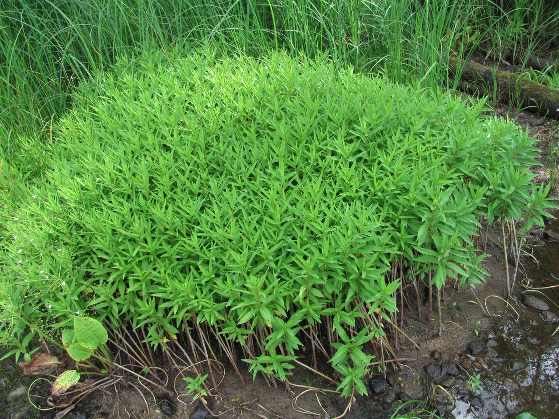 Изображение особи Naumburgia thyrsiflora.