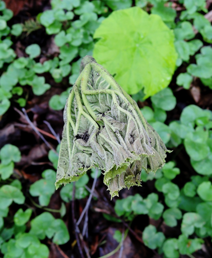 Image of Astilboides tabularis specimen.