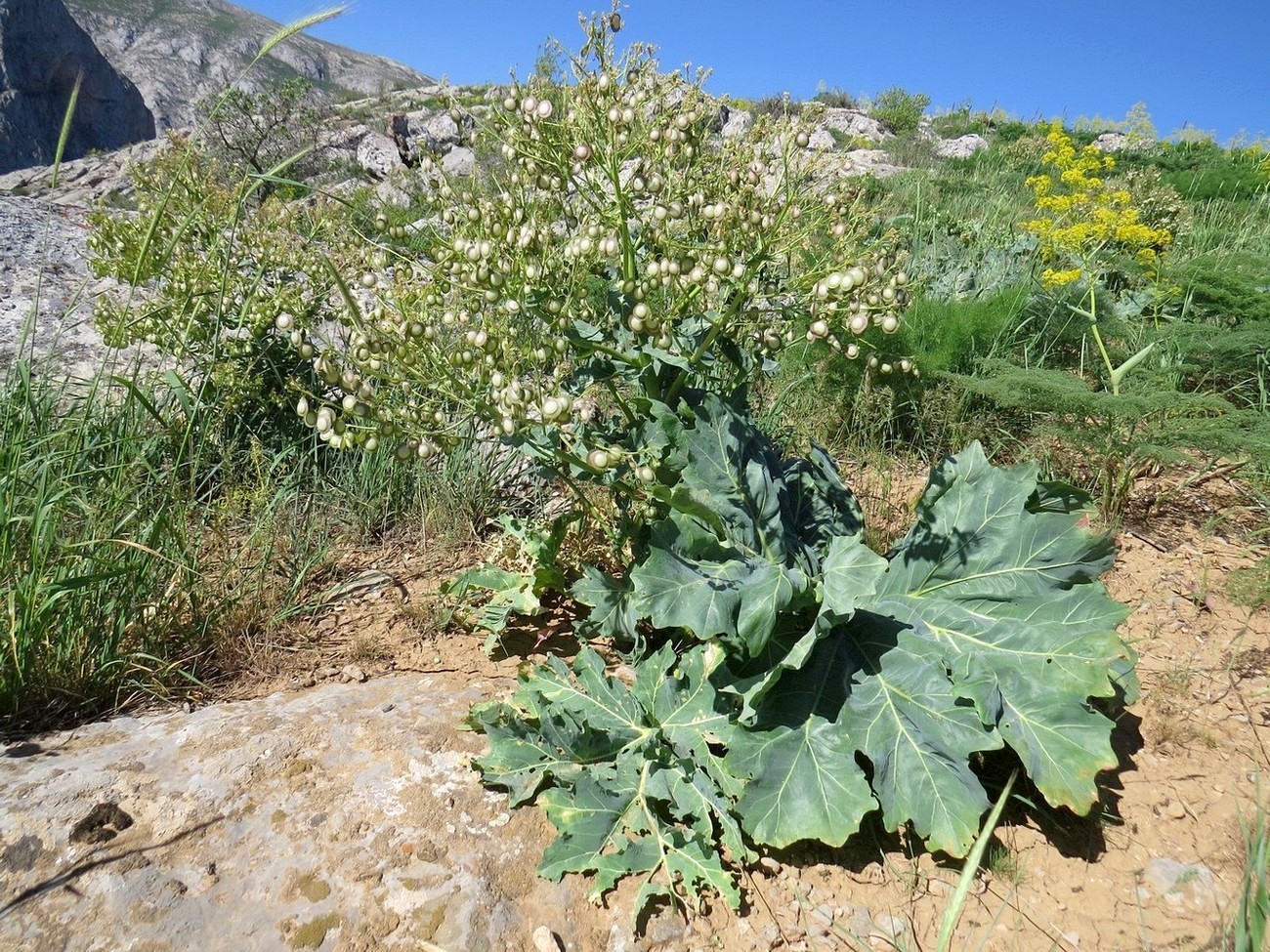 Image of Megacarpaea orbiculata specimen.