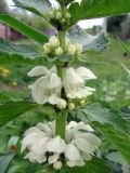 Lamium album