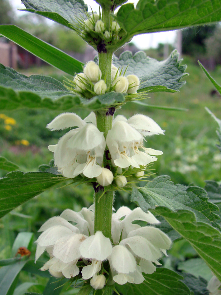 Image of Lamium album specimen.