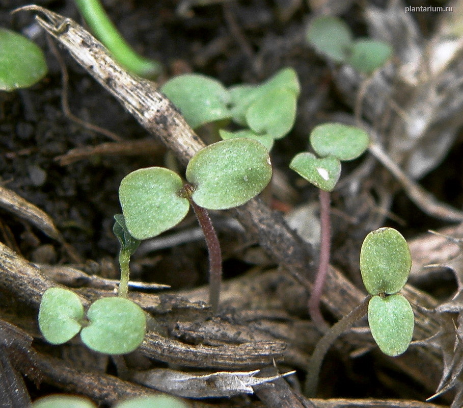 Изображение особи Chaiturus marrubiastrum.