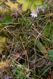Euphrasia brevipila