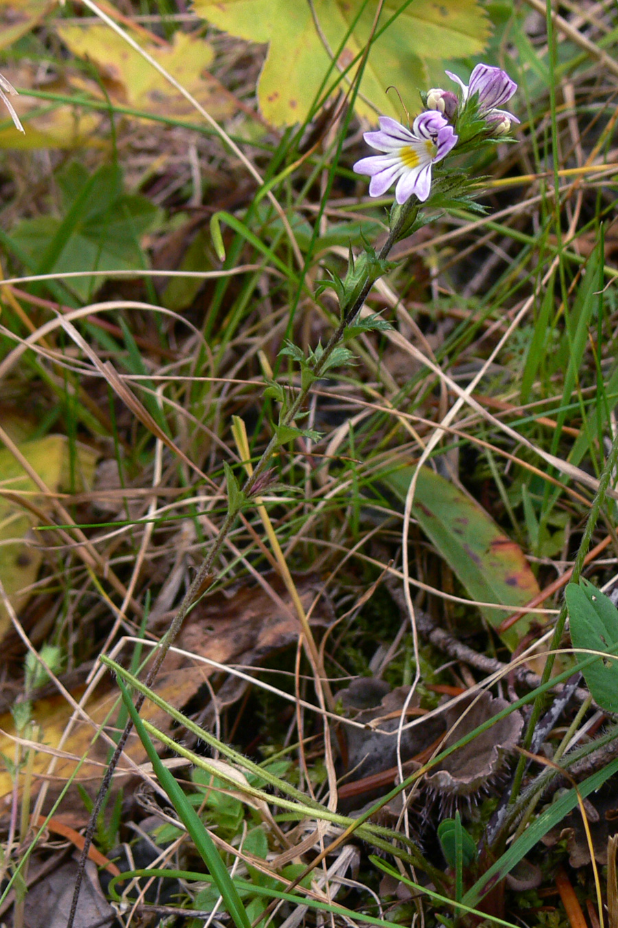 Изображение особи Euphrasia brevipila.