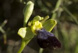 Ophrys fusca подвид iricolor
