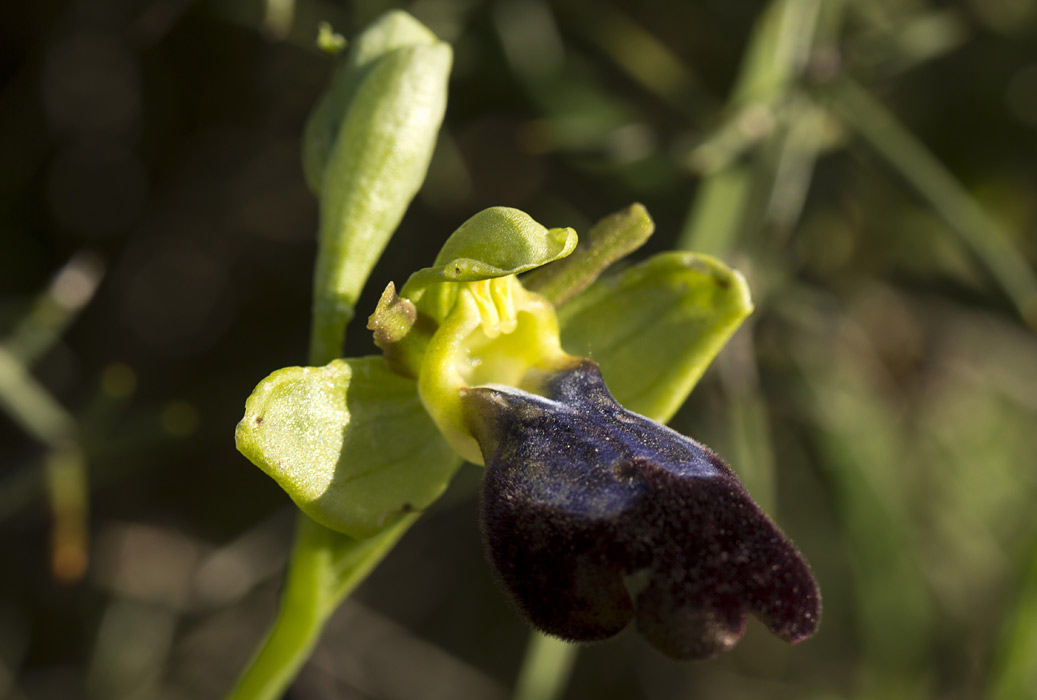 Изображение особи Ophrys fusca ssp. iricolor.