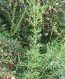 Senecio erucifolius