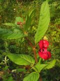 Impatiens glandulifera. Верхушка растения с цветком и бутонами. Свердловская обл., окр. г. Североуральск, опушка елового леса и тыльная сторона огородов. 29.07.2007.