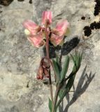 Lathyrus lacaitae