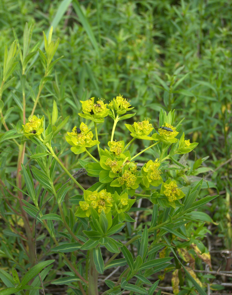 Изображение особи Euphorbia palustris.