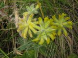 Astragalus dasyanthus. Соцветия. Курская обл., Горшеченский р-н, окр. дер. Кунье, степь на склоне балки. 06.07.2014.