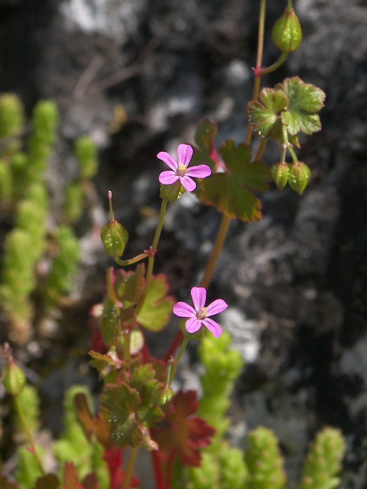 Image of Geranium lucidum specimen.