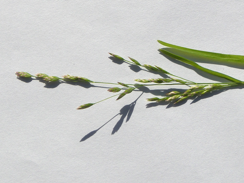 Image of Poa annua specimen.