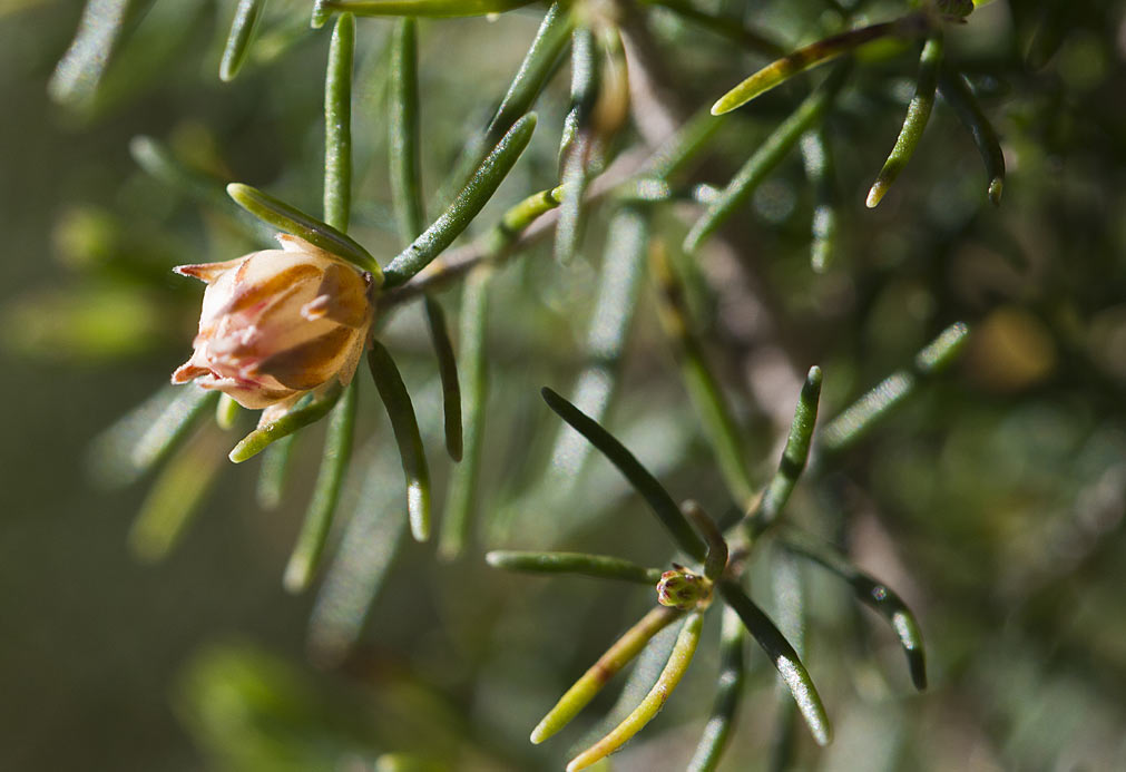 Image of Erica arborea specimen.