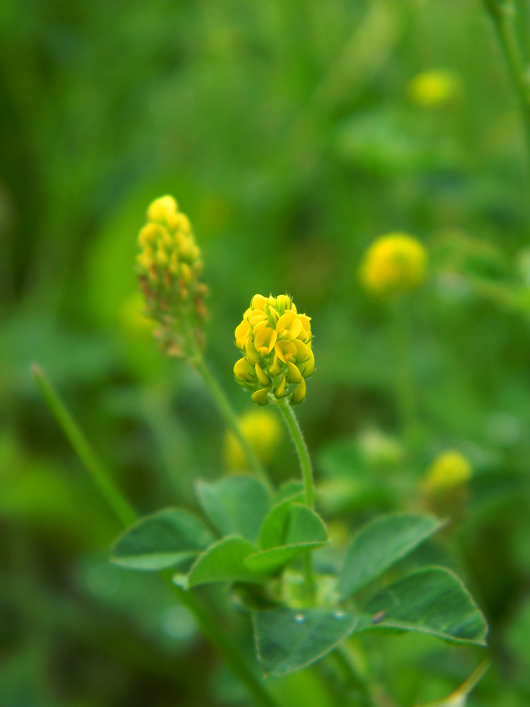 Изображение особи Medicago lupulina.