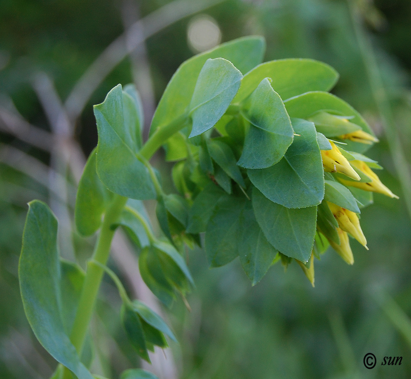 Изображение особи Cerinthe minor.